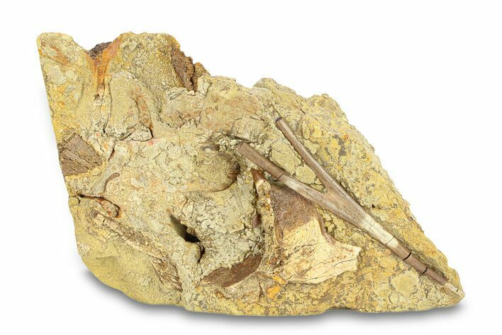 Fossil Dinosaur Bones & Branching Tendon in Sandstone - Wyoming #292624